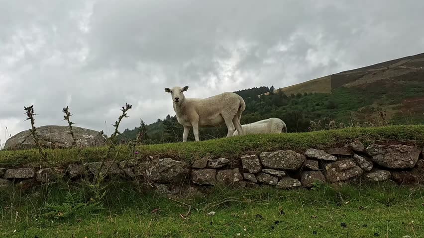Wild Welsh sheep looking at camera and grazing on rural mountain roadside in overcast weather