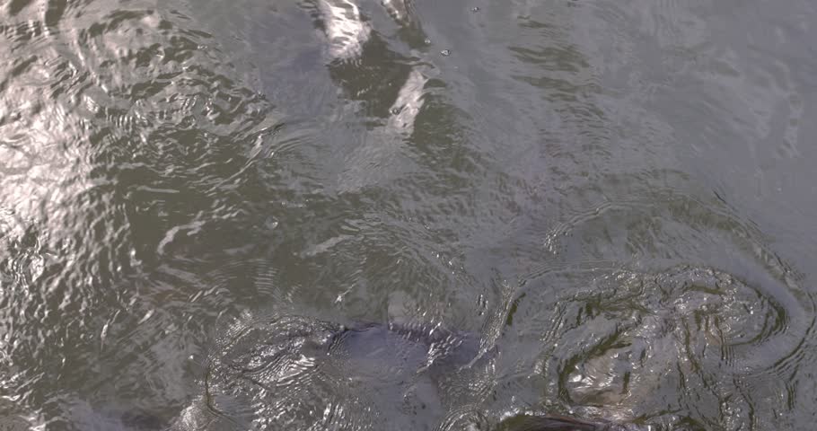larger carps swimming in muddy water, feeding large carps in lake water close up