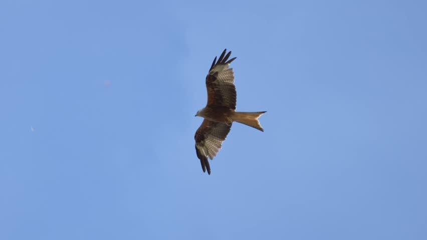 Red kite milvus soaring in the air during blue sky, close up tracking shot. Sunny summer day in Switzerland.
