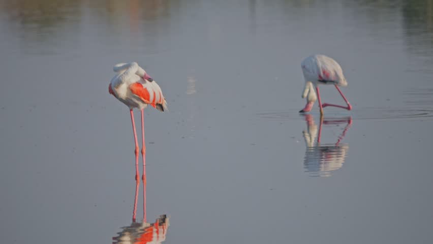Sunrise scene showing wild flamingos wading and feeding in shallow water filmed from a hidden spot.