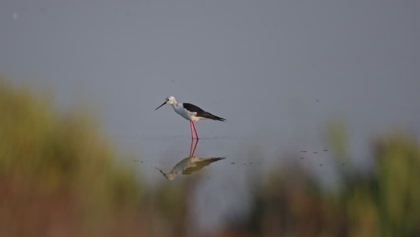 Black winged stilt wading in shallow water at sunrise searching for food filmed in slow motion with telephoto lens.