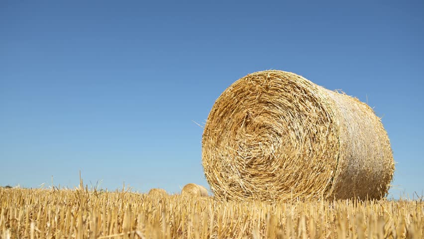 Round hay bale on a harvested wheat field under clear blue sky, symbol of summer harvest and rural landscape, 4K with selective focus