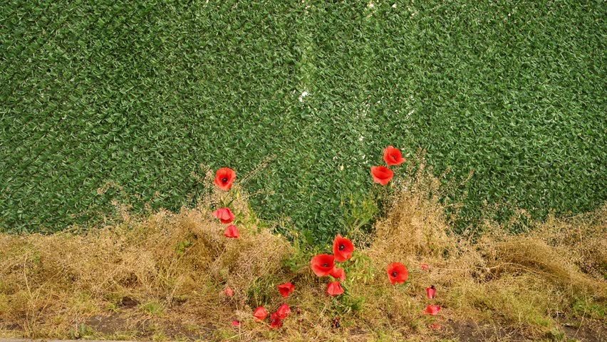 Uncultivated red poppies growing next to artificial grass fence wall as copy space