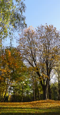 beautiful orange foliage of maples and other deciduous trees in the autumn season in the park, sunny day in the park during the autumn leaf fall