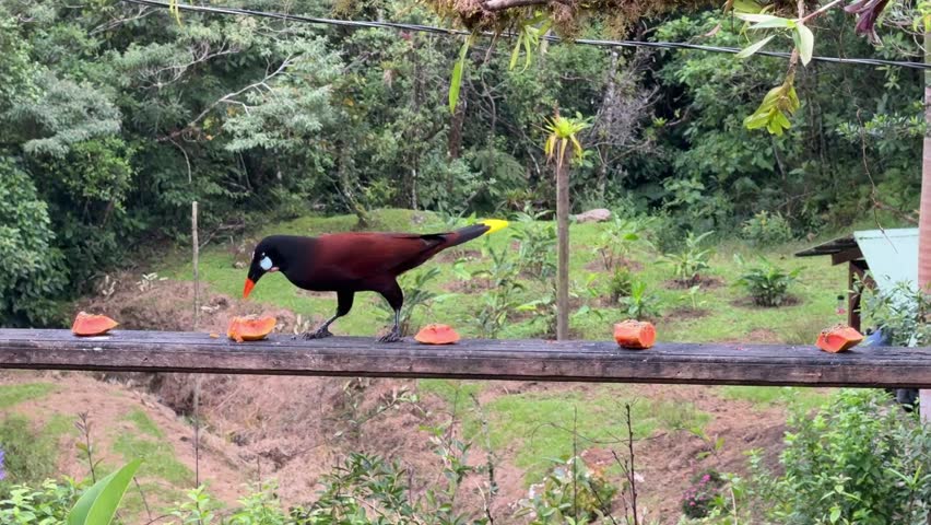 The Montezuma oropendola, Psarocolius montezuma, bird feeding on a feeder