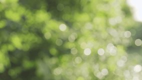 bokeh nice foliage nature green tree, Natural green blurred bokeh leaf background with morning light. - Powered by Shutterstock - Get 15% off with code: PIKWIZARD15