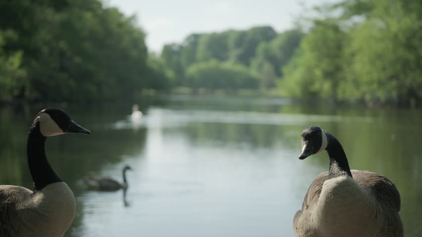 Close up of Geese at Wollaton Hall Park in Nottingham, England.