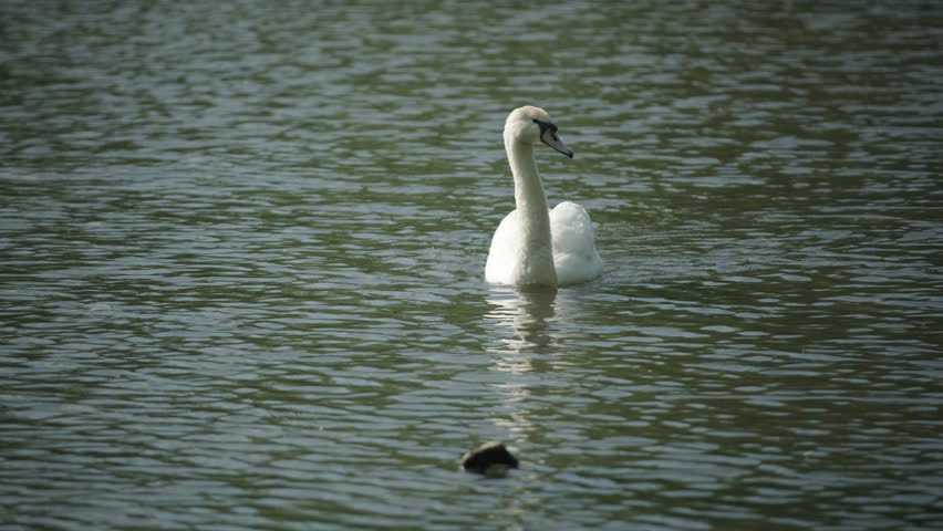 Swans swimming in a lake at Wollaton Hall Park, Nottingham.