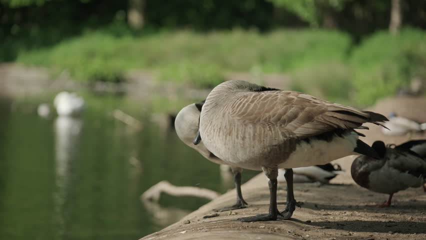 Close up of Geese at Wollaton Hall Park in Nottingham, England.
