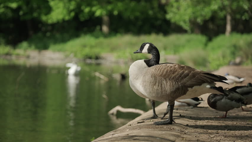 Close up of Geese at Wollaton Hall Park in Nottingham, England.