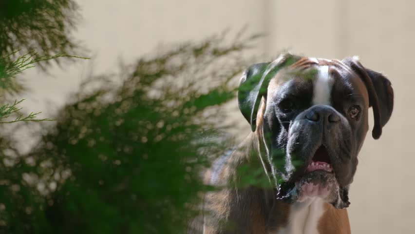 Boxer dog looking to camera on green background. Dog Portrait breed Deutscher Boxer looks around with interest turns its head in different directions. Funny purebred dog close up. Caring for pets