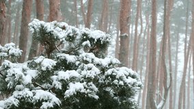 Winter scenery with snow falling on fir tree branch. Evergreen pine trees covered with fallen snow in winter forest. Christmas time Winter fairy tale. Snowing winter background. Falling snow. Snowfall - Powered by Shutterstock - Get 15% off with code: PIKWIZARD15