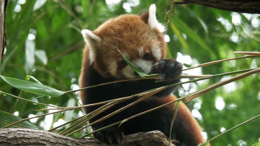 Red panda eating bamboo leaves peacefully