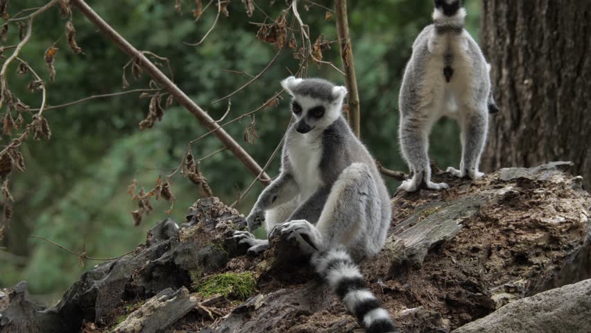 Ring-tailed lemurs grooming each other
