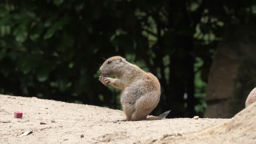 Single prairie dog standing alert in sand