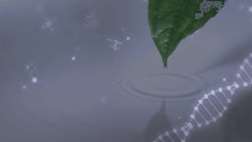 Leaf tip growing droplet detaching falling on water making ripples showing molecular interaction. Nature, science, biology, hydration, purity, minimalism, innovation - Powered by Shutterstock - Get 15% off with code: PIKWIZARD15