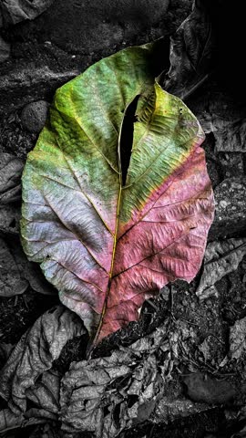 a single fallen leaf with vibrant multicolored tones lying on a black and white background. the leaf stands out vividly against the muted surrounding, creating a strong visual contrast composition.