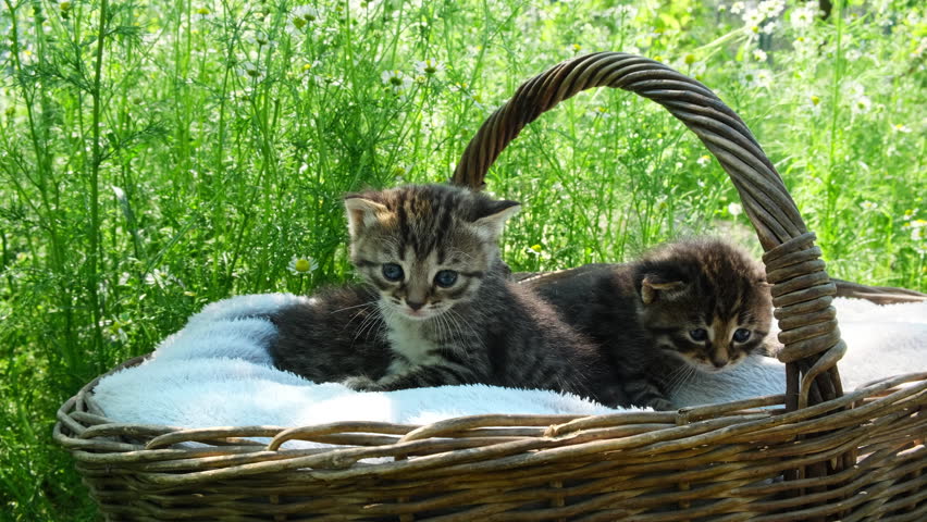 Kittens in Basket Among Fresh Summer Flowers in the Countryside. Three Fluffy Kittens in Straw Nest Surrounded by Chamomile Blossoms. Young Cats in a Natural Garden Setting with Wildflowers