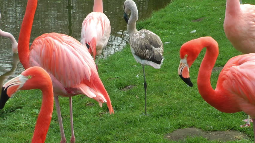 Flamingo birds on green meadow near lake