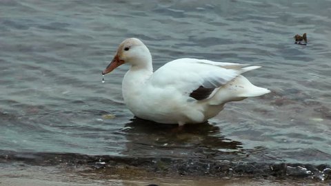 Beautifull white duck