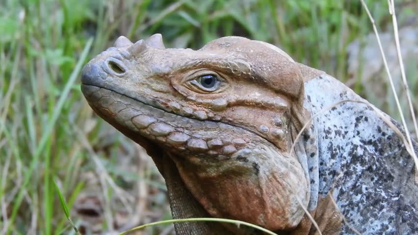 The rhinoceros iguana (Cyclura cornuta) is an endangered species of iguana that is endemic to the Caribbean island of Hispaniola