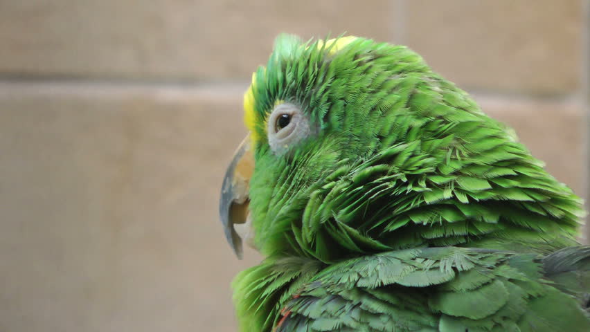 Green Parrot close up