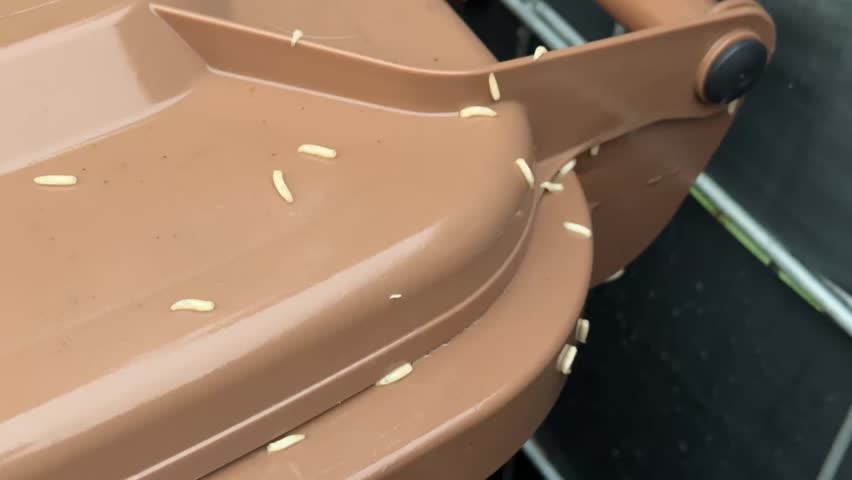 Made, Mülltonne, Maden, weiße Maden, Biomüll, Biotonne, Larve, Parasiten, Maggot, Wurm, worm, garbage can, maggots, white maggots, vermin, insects, garbage, organic waste, summer, worms, decay, larvae