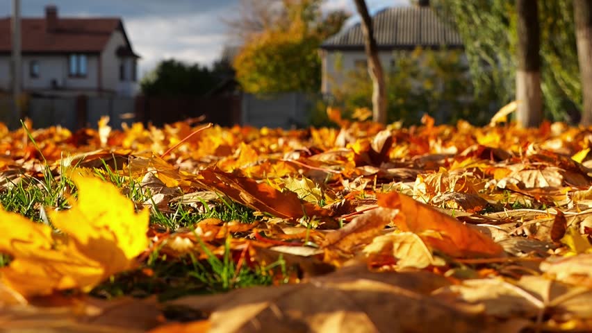 Close up view of empty autumn park at sunset. Brown maple leaves lying on lawn outdoor. Wind blowing through colorful foliage on the ground at parkland. Low view Slow motion