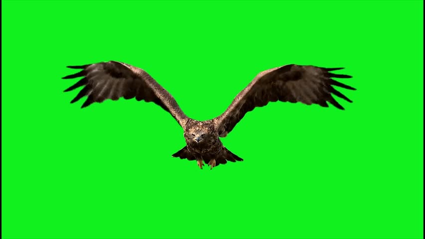 Eagle soaring in flight with wings spread against a green screen key
