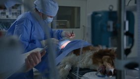 Veterinarian performing surgery on a dog under anesthesia, suturing a wound while a technician monitoring the patient's condition, medium shot. - Powered by Shutterstock - Get 15% off with code: PIKWIZARD15