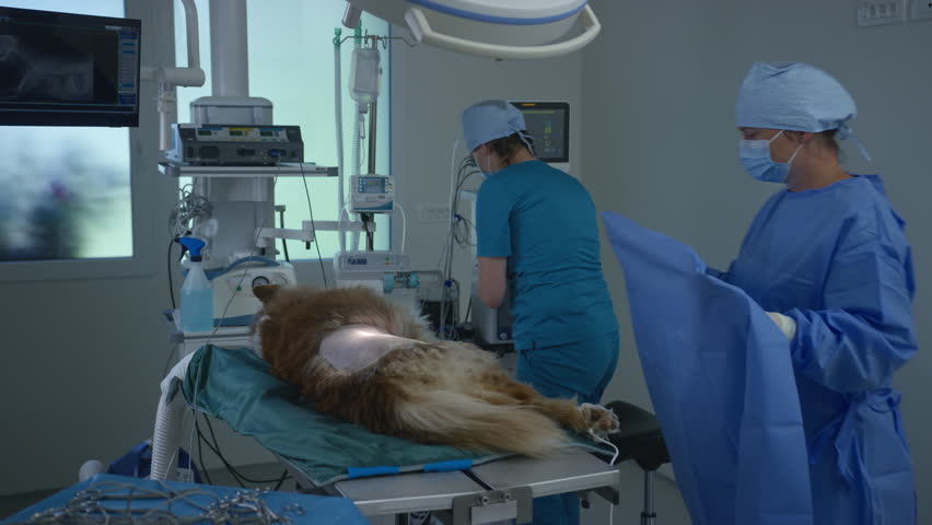 Veterinary medicine professionals preparing a dog for surgery in a surgical suite, applying a drape on a pet animal under anesthesia, medium shot.