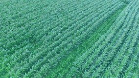 Drone shot launching blue social icons popping, updating counts, shifting over field for engagement. Nature, agriculture, aerial, digital, interaction, technology, farming - Powered by Shutterstock - Get 15% off with code: PIKWIZARD15