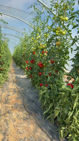 Best Heirloom Roma Tomato Varieties. Red ripe tomatoes fruits grow in farm garden. Natural Cherry plum Tomatoes and green leaves on plant, vertical video
