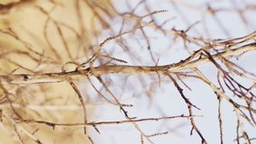 Animation of social media icons and tree against landscape. Global social media, communication and connections concept digitally generated video. - Powered by Shutterstock - Get 15% off with code: PIKWIZARD15