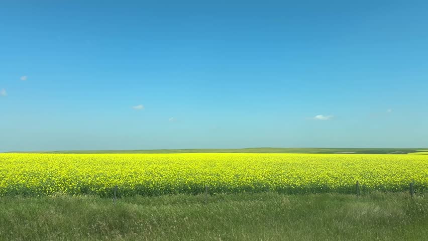 Driving past scenic farmland fields in the rural countryside, capturing open skies, agricultural landscapes, crops, grasslands, and peaceful farm views along a quiet country road in Alberta, Canada.