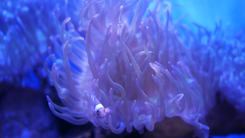 Beautiful sea flower in underwater world with corals and fish.