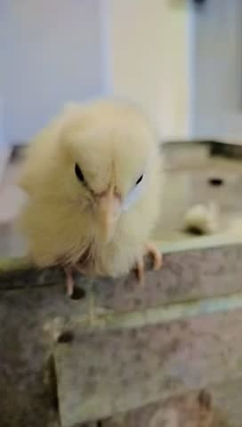 Adorable yellow baby chick walking, pecking, and exploring its surroundings on a natural surface. Perfect for themes like spring, farming, poultry, cute animals, and nature. Ideal for educational, doc