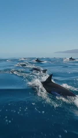 migrating dolphins jumping in the sea