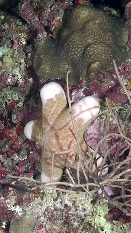 Explore the underwater world where a white starfish and a blue sea star gracefully navigate the coral reef. The vibrant colors and textures create a mesmerizing display of marine life at play.