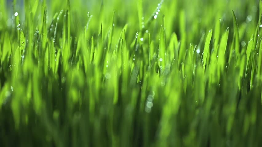 A lush green field with dew drops on the grass. Concept of freshness and tranquility