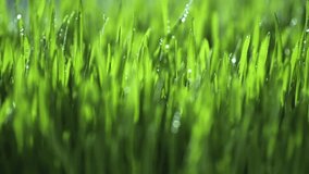 A lush green field with dew drops on the grass. Concept of freshness and tranquility - Powered by Shutterstock - Get 15% off with code: PIKWIZARD15