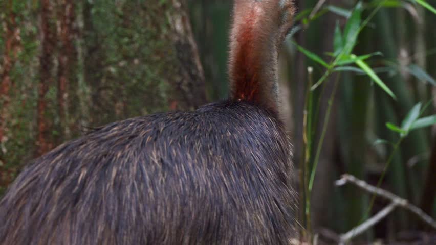 female Southern cassowary, Casuarius johnsonii, endangered flightless bird, far north Queensland, Australia	