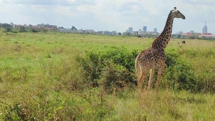 Giraffe in Nairobi National Park on a game drive. Nairobi city background. Wildlife and tourism concept.