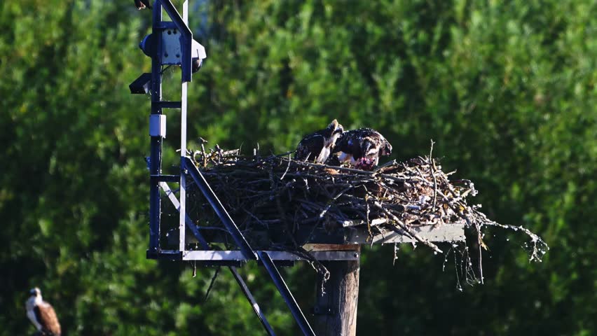 Ospreys tend to their nest on a tall man-made platform at sunset, with one adult spreading its wings as the forest glows behind.