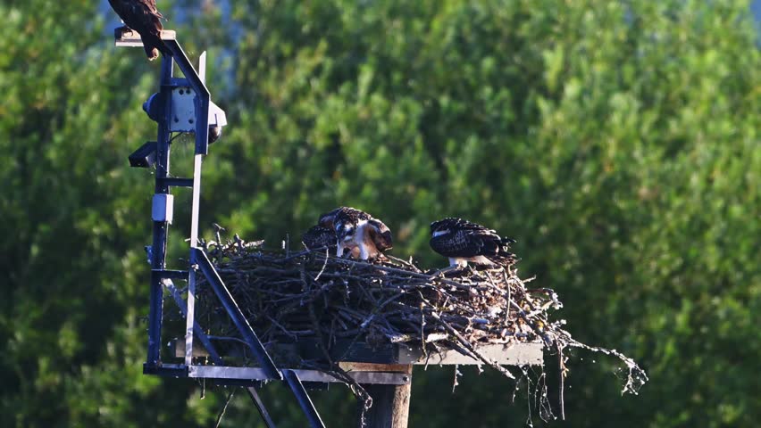 Ospreys tend to their nest on a tall man-made platform at sunset, with one adult spreading its wings as the forest glows behind.
