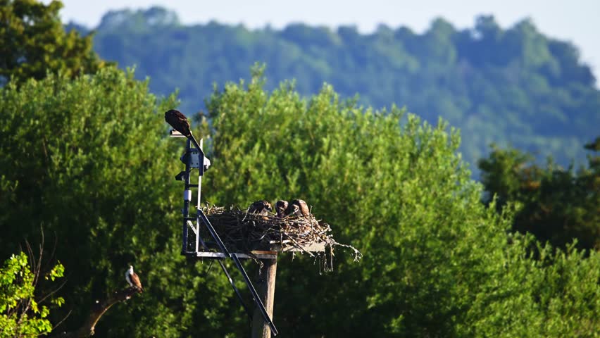 Ospreys tend to their nest on a tall man-made platform at sunset, with one adult spreading its wings as the forest glows behind.
