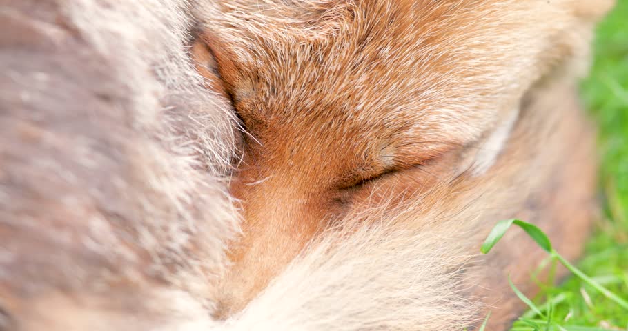 Red fox sleeping curled up, eyes closed and tail wrapped around its face, UK	