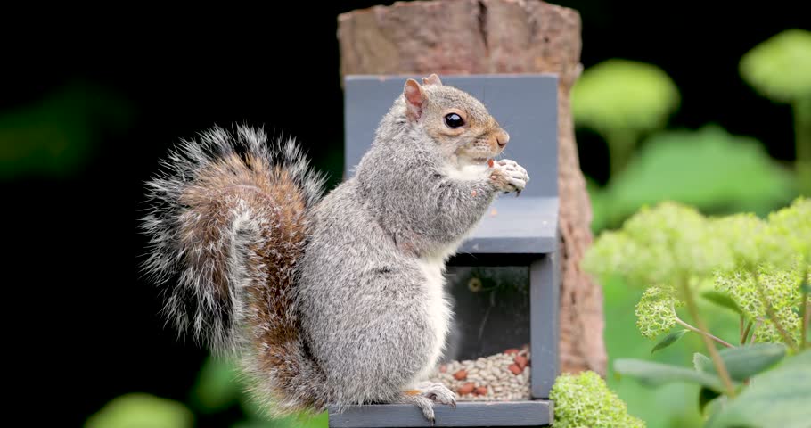 Grey squirrel eating nuts and seeds on a squirrel feeder, UK	