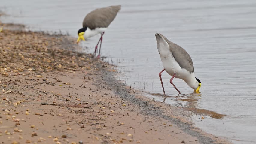 masked lapwing bird, spur winged plover, Vanellus miles, Australian native waterbird