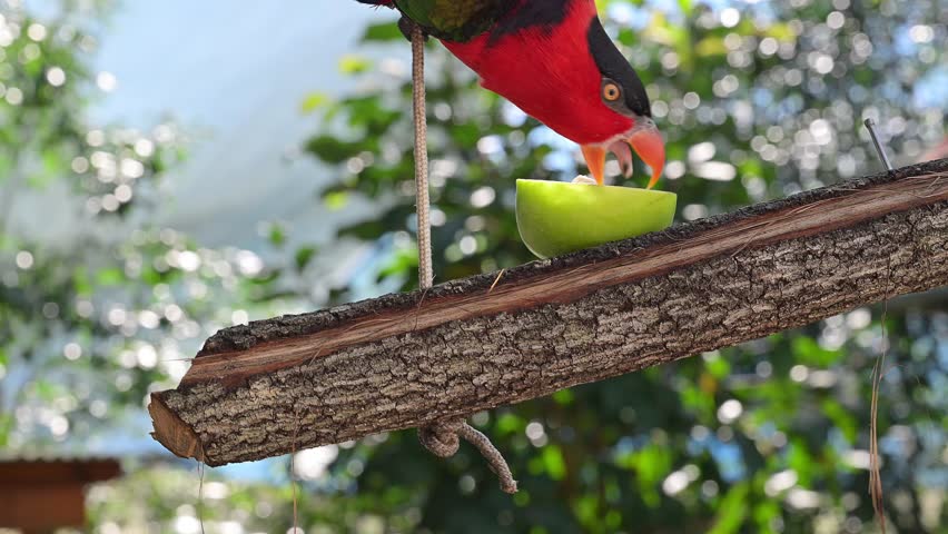 black capped lory, Lorius, native bird parrot to New Guinea, aviary captive park wildlife, eating fruit